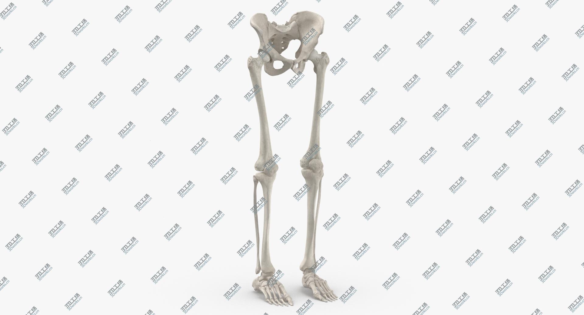 images/goods_img/2021040164/3D Real Human Legs and Pelvis Bones Anatomy White 01/1.jpg
